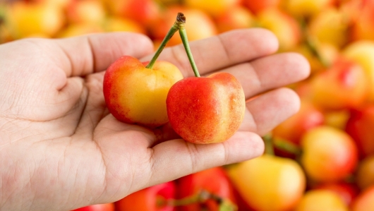 Cherry vàng giá dưới 500.000 đồng một kg gây sốt thị trường