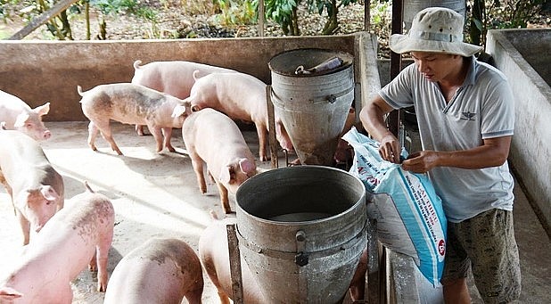 Giá heo hơi hôm nay (18/7), duy trì ở mức cao nhưng vẫn còn nhiều biến động.