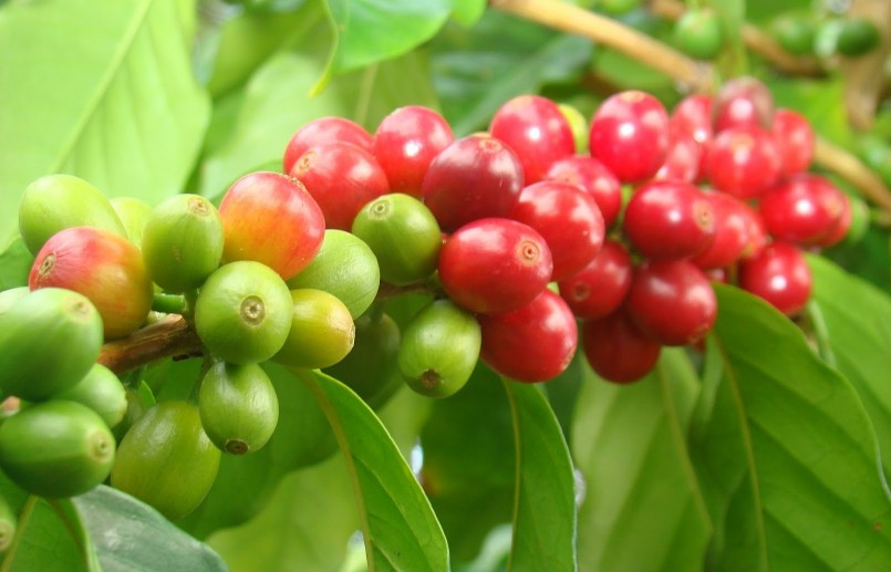 Giá nông sản hôm nay (18/7), giá cà phê hôm nay duy trì đà tăng trên sàn kỳ hạn. Trong đó, giá cà phê robusta tăng 0,47% đạt 2.552 USD/tấn. 