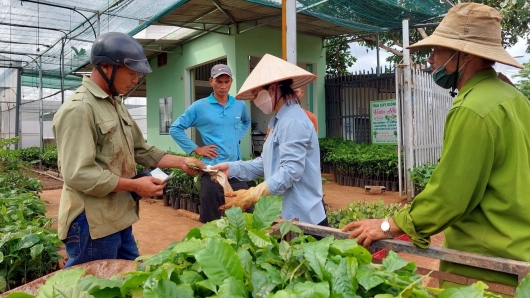 Cây giống cà phê khan hiếm giá tăng gấp 3 lần do người dân ồ ạt trồng, chuyên gia cảnh báo