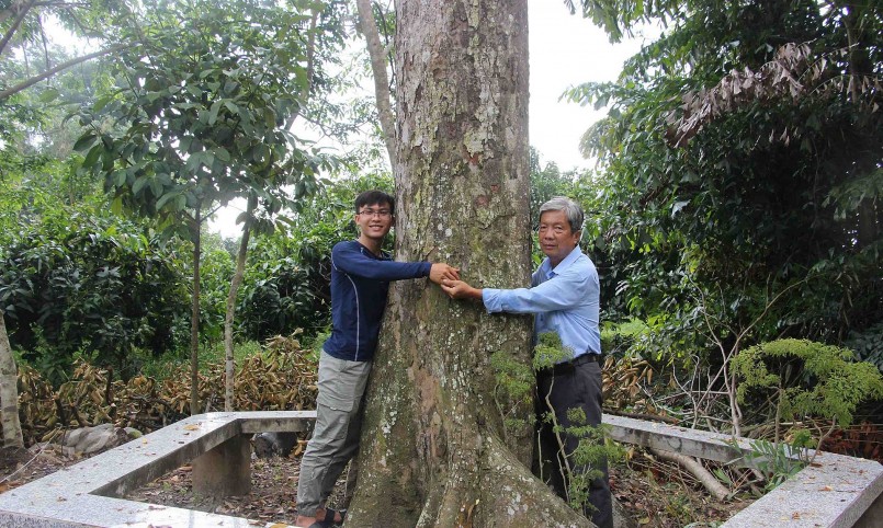 Cây sầu riêng cổ thụ trên 100 tuổi gốc lừng lững 2 người ôm.