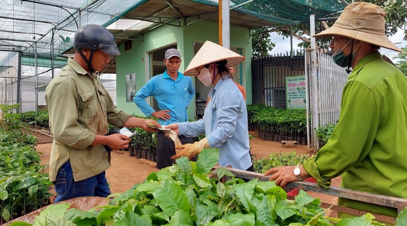 Những ngày này, nhiều vườn ươm giống cà phê ở Tây nguyên tấp nập kẻ mua người bán.