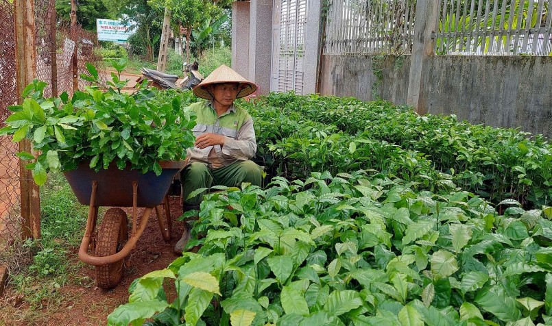 Cơ quan chức năng khuyến cao người dân lựa chọn những cơ sở kinh doanh đủ điều kiện để mua cây giống, tránh mua phải hành kém chất lượng.