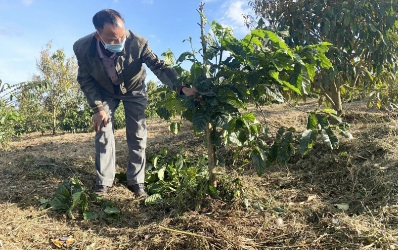 Nhiều diện tích cà phê ở huyện Krông Búk (Đắk Lắk) tái canh kém hiệu quả do không tuân thủ quy trình tái canh theo khuyến cáo của ngành nông nghiệp.