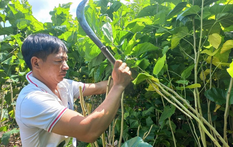 Anh Lê Văn Dương đã chuyển đổi vườn cà phê sang trồng dâu nuôi tằm và có nguồn thu nhập ổn định.