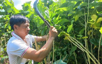 Trắng tay với cây tỷ đô, giờ trồng cây này quanh năm hái lá ra tiền thu nhập đều như công chức