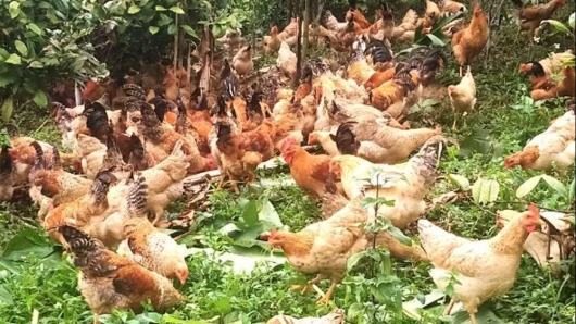 Nông dân nuôi gà dược liệu được hỗ trợ giống và thức ăn lại yên tâm đầu ra