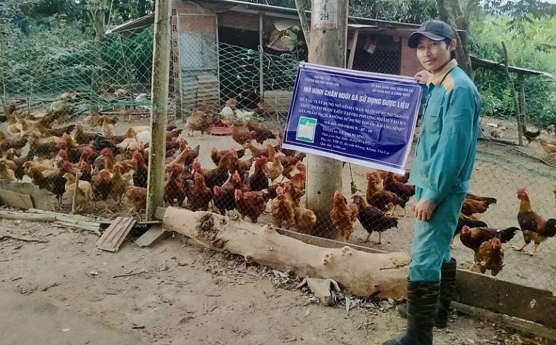 Gia đình chị Lê Thị Hương được hỗ trợ khi tham gia mô hình nuôi gà bằng thảo dược.