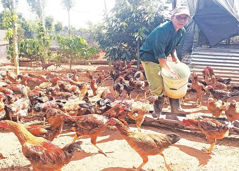Tại Gia Lai đã xuất hiện nhiều trang trại nuôi gà bằng thảo dược nhưng chủ yếu mang tính tự tìm hiểu và áp dụng kinh nghiệm dân gian.