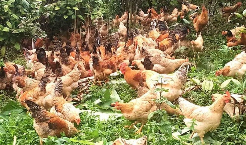 Nhiều hộ dân áp dụng nuôi gà bằng thảo dược nhưng chủ yếu sử dụng nguồn thảo dược thô nên khó mở rộng quy mô.