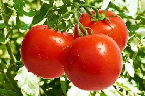 Điểm mặt gọi tên 6 thực phẩm “đại kỵ” với cà chua
