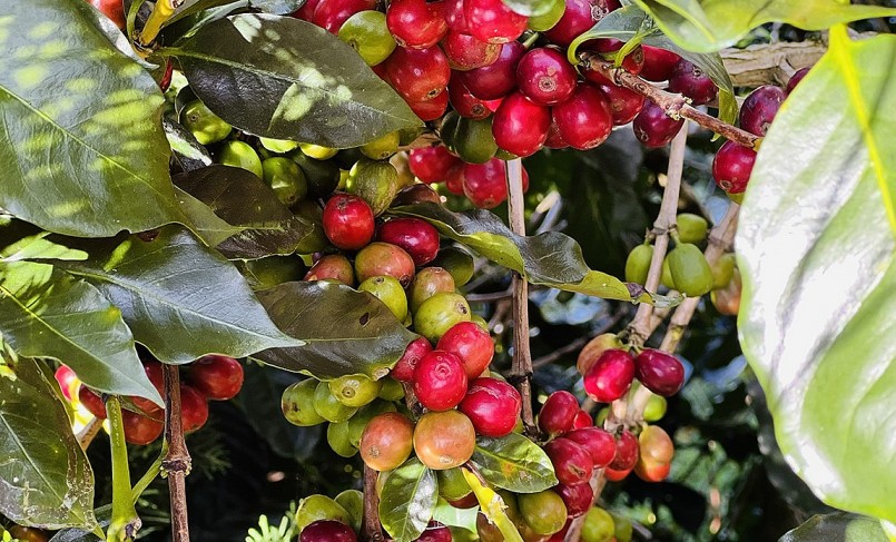 Giá nông sản hôm nay (19/7), giá cà phê hai sàn kỳ hạn đối nghịch, robusta lao dốc kéo giá cà phê trong nước giảm 200 đồng/kg. 