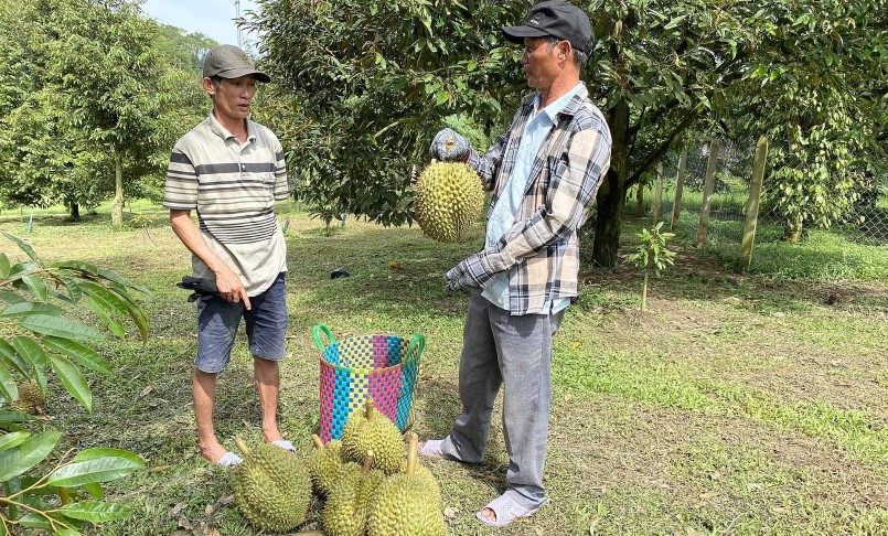 Dự kiến vụ sầu riêng năm nay các nhà vườn ở Khánh Sơn thu lợi nhuận 1 tỷ đồng/ha.