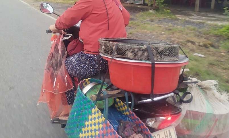 Một người dân chở hàng trăm con chim yến mang đi bán ở xã Bình Triều (huyện Thăng Bình, Quảng Nam).