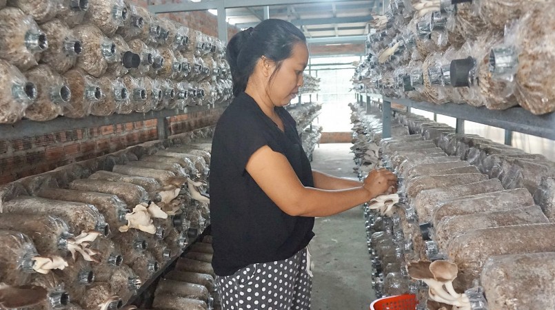 Việc nuôi trồng nấm trong nhà kín giúp đảm bảo quy trình sản xuất khép kín.