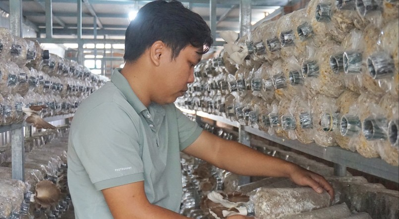 Kỹ sư điện tử Nguyễn Sư Dũng đã thành công với mô hình trồng nấm bào ngư.