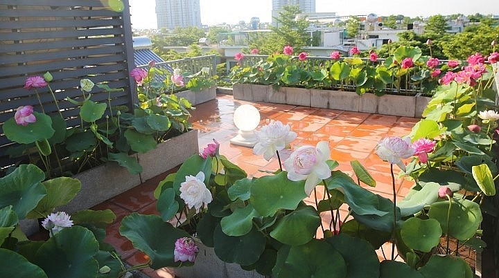 Chị Trang đã biến sân thượng thành đầm sen hương hoa thơm ngát.