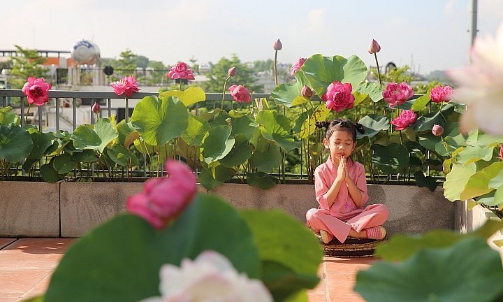 Đối với nhiều người, chuyện có một vườn sen trên sân thượng như thế này giống như một giấc mơ. 