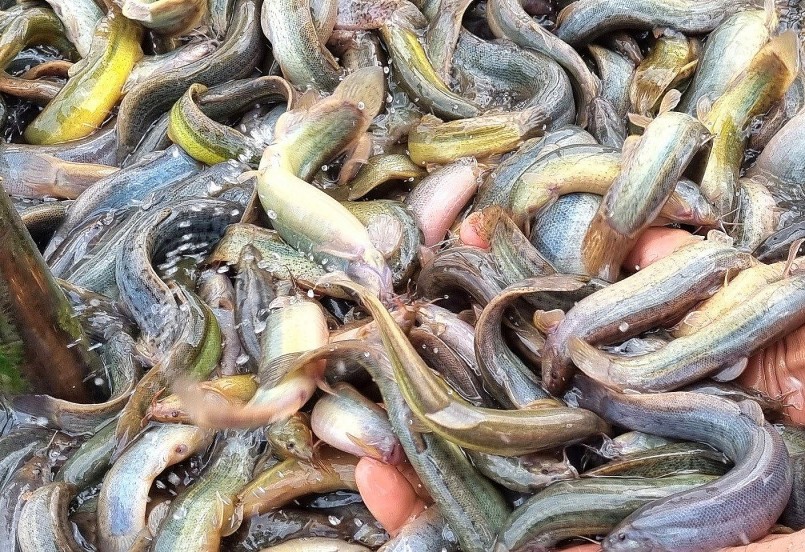 Cá chạch sụn có giá trị kinh tế cao nên được nhiều nông dân ở nhiều địa phương nuôi thương phẩm.