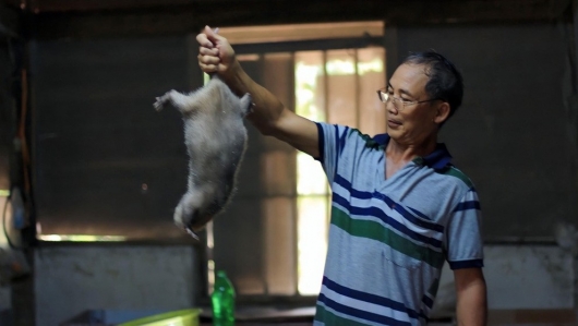 Khởi nghiệp thành công với mô hình nuôi dúi sinh sản ở Lâm Đồng