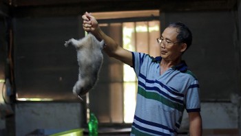 Khởi nghiệp thành công với mô hình nuôi dúi sinh sản ở Lâm Đồng