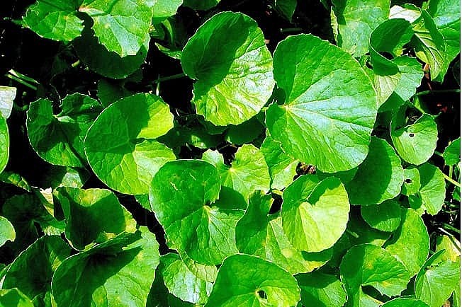 Những bài thuốc “cây nhà lá vườn” hỗ trợ giảm nóng trong người