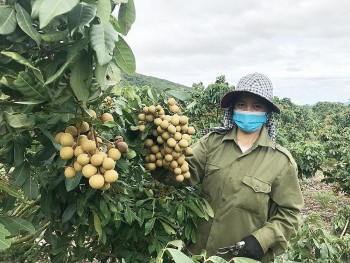 Hưng Yên liên kết sản xuất và tiêu thụ nhãn