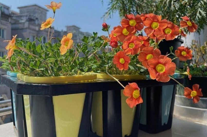 3 loại hoa trồng ở ban công, vừa có thể thưởng hoa vừa có vị thuốc quý trong nhà