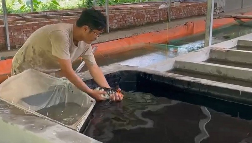 Nguyễn Thanh Hoàng đã dành nhiều thời gian và công sức để nghiên cứu kỹ thuật nuôi cá cảnh.