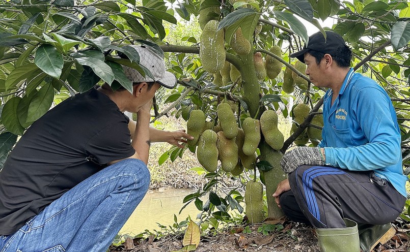 Anh Khang và anh trai tỉ mỉ kiểm tra từng trái mít. 