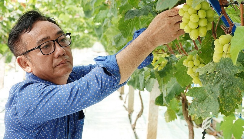 Ông Nguyễn Bá Duy bên vườn nho mẫu đơn siêu đắt trồng thành công ở Cần Thơ.