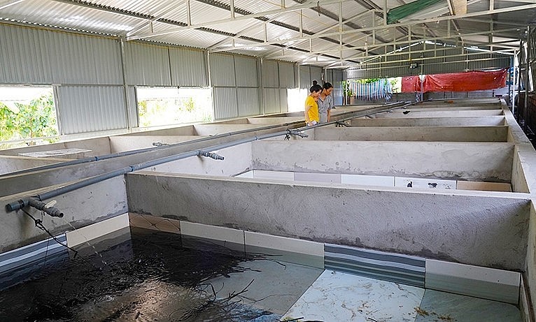 Khu bể nuôi lươn không bùn của anh Thắng có diện tích 200m2.