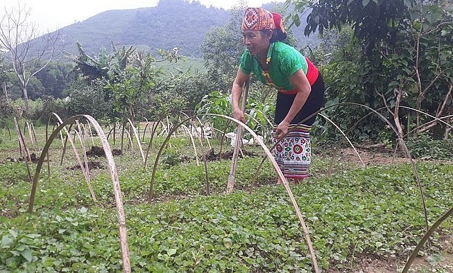 Bà Lá Thị Lan ở xóm Hợp Thành, xã Yên Hợp (Quỳ Hợp) đang chăm sóc vườn dược liệu của gia đình.
