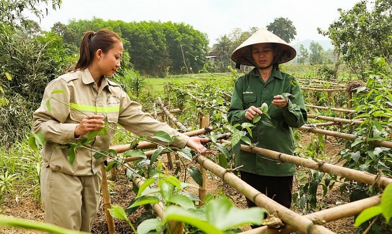 Dây thìa canh được trồng trong vườn nhà dân ở xóm Hợp Thành, xã Yên Hợp.