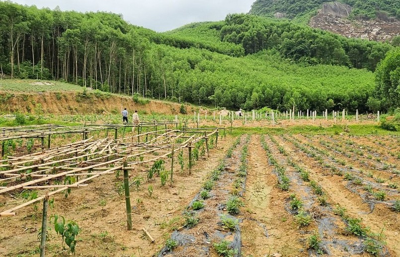 Những vườn chuyên canh dược liệu đang hình thành trên đất xã Yên Hợp.