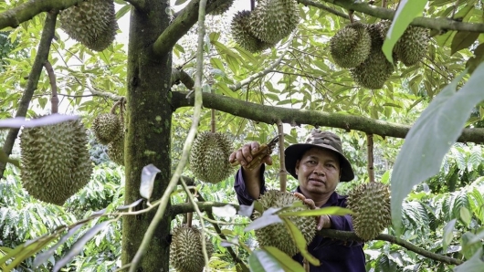 Sầu riêng được mùa giá cao, xuất khẩu thuận lợi nhà vườn Đắk Lắk kỳ vọng lợi nhuận kỷ lục