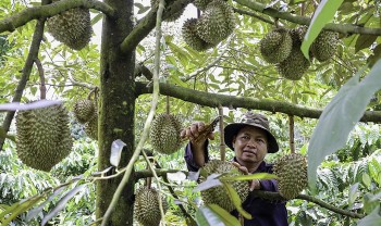 Sầu riêng được mùa giá cao, xuất khẩu thuận lợi nhà vườn Đắk Lắk kỳ vọng lợi nhuận kỷ lục