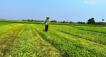 Thanh Hóa chú trọng sản xuất rau quả theo quy trình sản xuất nông nghiệp VietGAP, đưa ra thị trường thế giới
