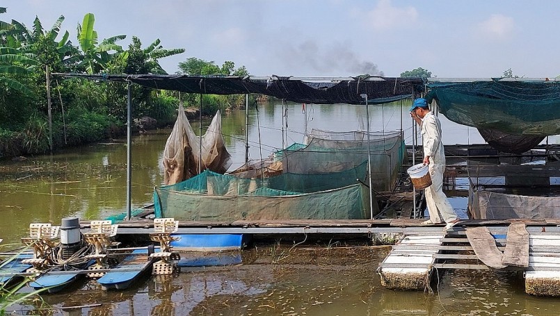 Anh Phùng Quang Tuấn tận dụng diện tích ao của gia đình để đầu tư tại nuôi ếch ở thôn Áng Sơn. Ảnh: Thu Thủy