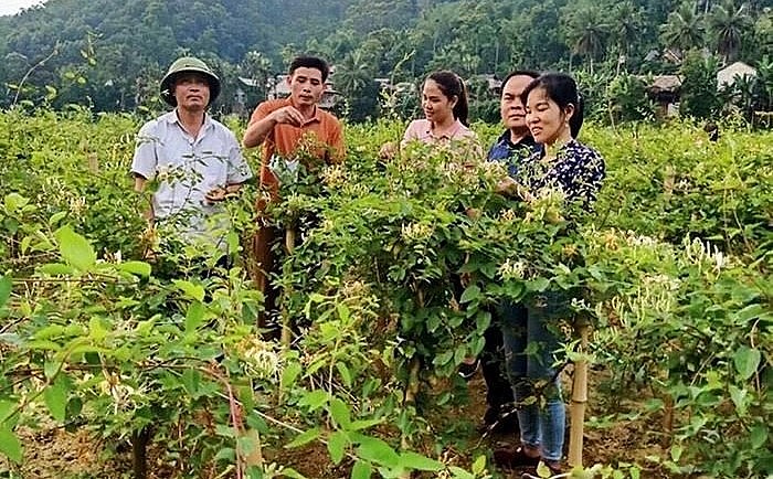 Cây kim ngân hoa trắng-một trong những cây dược liệu có công dụng phòng, chữa bệnh được trồng phổ biến tại xã Đồng Lương, huyện Lang Chánh.