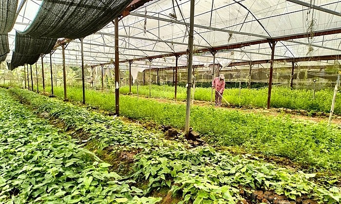 Vườn ươm giống của Công ty CP Đông Nam dược Miền Trung nhằm chủ động hỗ trợ nguồn giống dược liệu cho người dân.