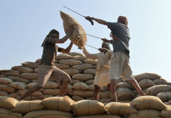 Bộ Công Thương khuyến nghị liên quan đến lệnh cấm xuất khẩu gạo của Ấn Độ