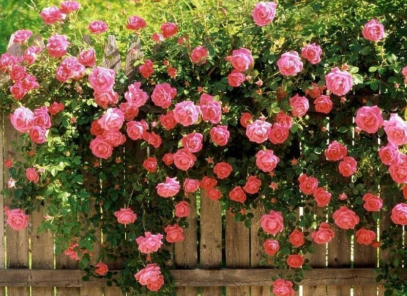 5 loại hoa vừa đẹp vừa gọi lộc, trồng trước cổng không giàu sang cũng hạnh phúc viên mãn