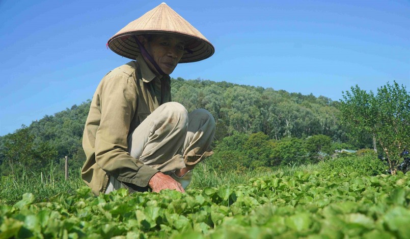 Ông Tuấn hơn 20 năm trồng giống rau má cổ có thu nhập cao.