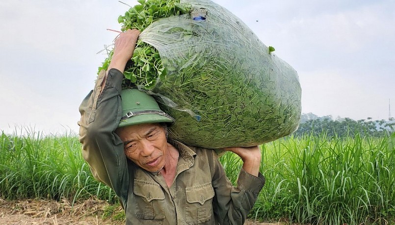 Mỗi tháng ông Tuấn thu hoạch rau má một lần thu về 400 triệu đồn mỗi năm.