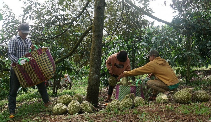 Cũng như nhiều địa phương khác ở Tây Nguyên, dịp này những vườn sầu riêng ở Đắk Nông bước vào vụ thu hoạch