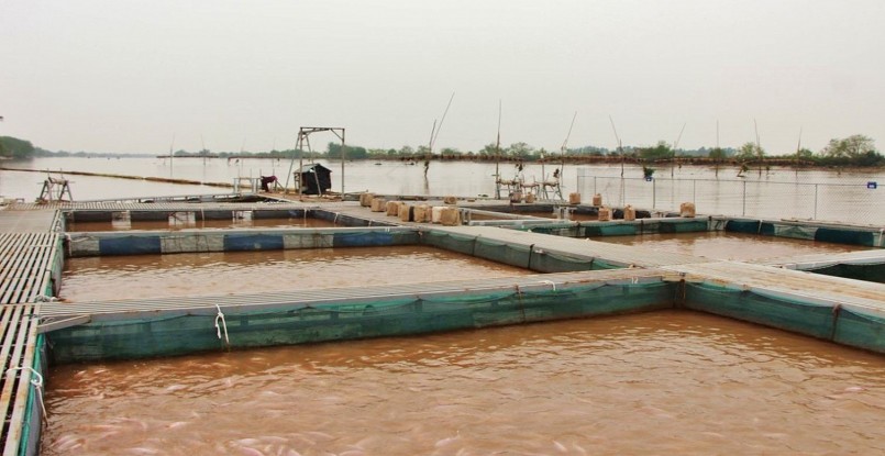 Trong sông có sóng và dòng chảy tuần hoàn, nước luân chuyển giúp cá trong bể hình thành thói quen vận động và bơi ngược dòng liên tục.