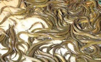 Nuôi lươn kiểu gì mà một nông dân Thái Bình thu lãi gần 700 triệu đồng/năm từ bán lươn thương phẩm?