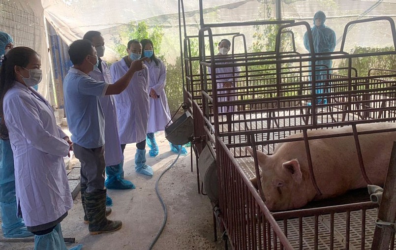 Triển khai sử dụng vắc xin dịch tả lợn châu Phi rộng rãi trên toàn quốc