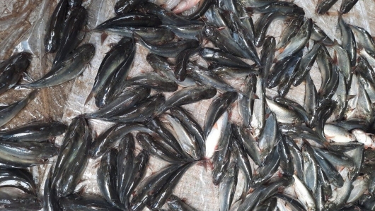 Nuôi loài cá bị chê là "quê mùa" ai ngờ nhàn tênh sau 3 tháng xuất bán 130.000 đồng/kg mà cháy hàng